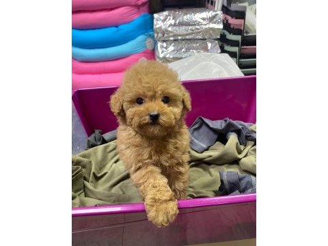 Red brown a kalite orjinal toy poodle yavrular