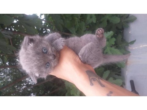 Scottish fold yavruları