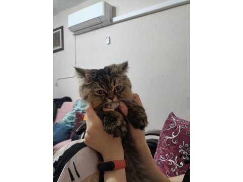 Chinchilla oğlumuza eş