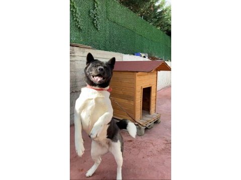 Kıf kayıtlı a plus dişi american akita