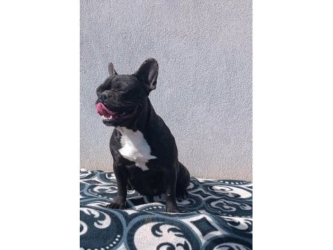 Blue taşıyıcı micro dişi french bulldog
