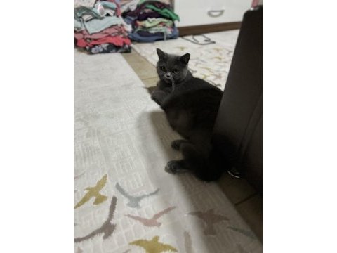 2,5 yaşında kısırlaştırılmamış british shorthair