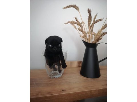 Minik pug yavru