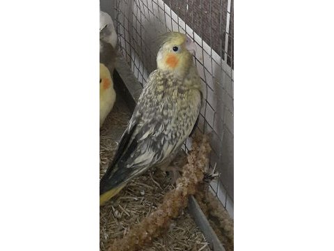 Yeni yeme düşmüş tam ele alıştırmalık sultan yavrusu