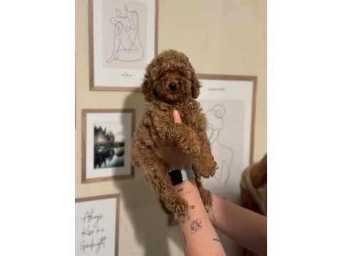 Kore toy poodle yavrular wc eğitimli aşılı