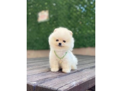 Ayıcık yüzlü pomeranian boo