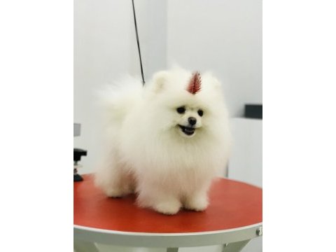Bulgaristan dan gelme pomeranian ırkının en iyisi