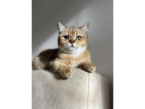 British shorthair gold