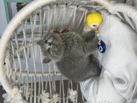 Ev ortamında sağlıklı oyuncu british shorthair bebekler