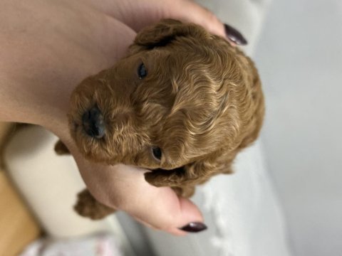 Orijinal toy poodle yavruları