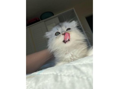 British longhair ns11 bebeklerimiz yeni ailelerini bekliyor