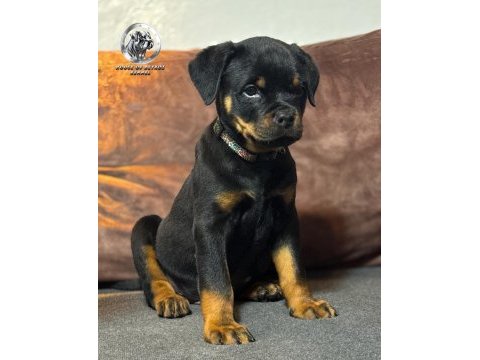 A şecereye sahip rottweiler yavrular