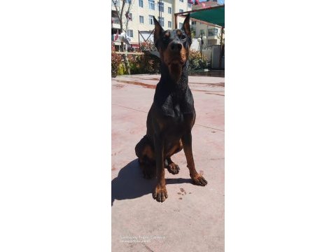 Has doberman köpeği burada