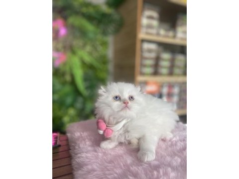 Şu chinchilla yavrumun nadideliğine bakın