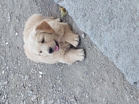 Gülen yüz golden retriever yavrumuz