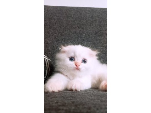 British longhair istanbul içinde ulaşımını sağlıyorum