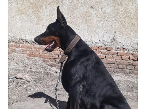 Safkan doberman yavruları
