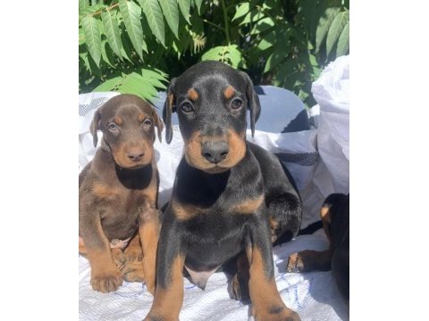 Safkan doberman yavrular