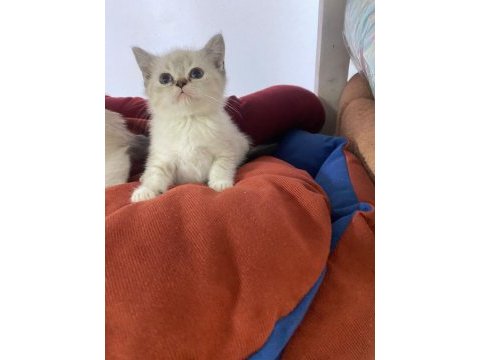 Yavru british shorthair kediler