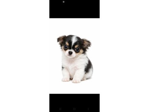 Mini boy erkek chihuahua | aşıları tam | ev üretimi