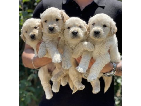 Sizinde böyle bir golden retriever yavrunuz olmasın mı?
