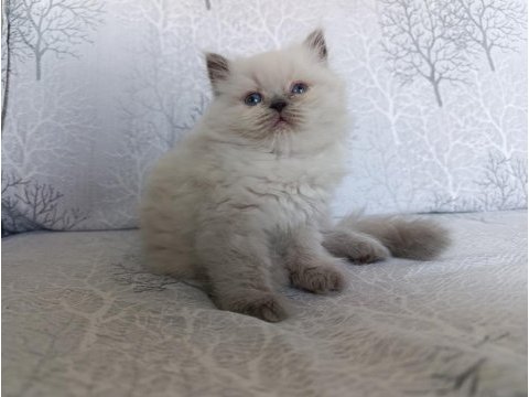 Son bebek kedilerim