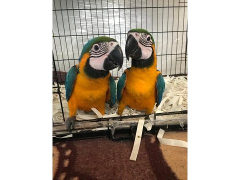 Üst düzey el besleme ara macaw full evcil