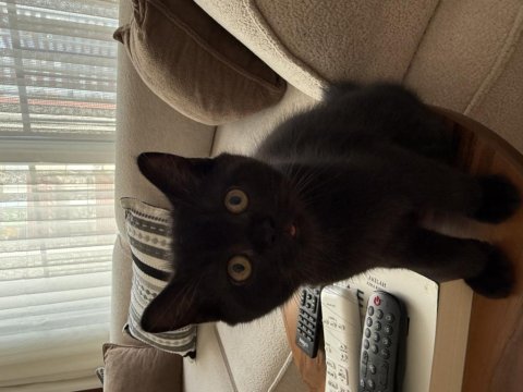 British black yavru