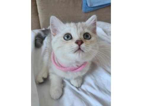 Üç aylık scottish fold ve british shorthair yavrular