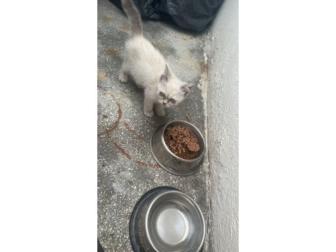 British shorthair kızıma acil yuva arıyorum