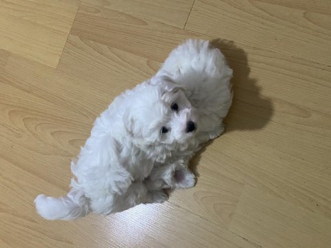 Malta terrier 2 aylık