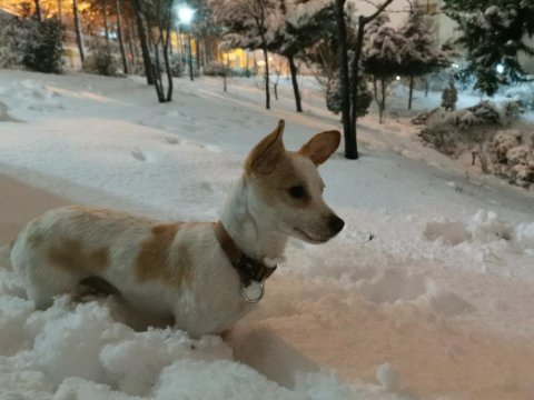 Jack russell köpeğim