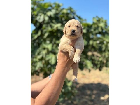 Golden retriever minişler