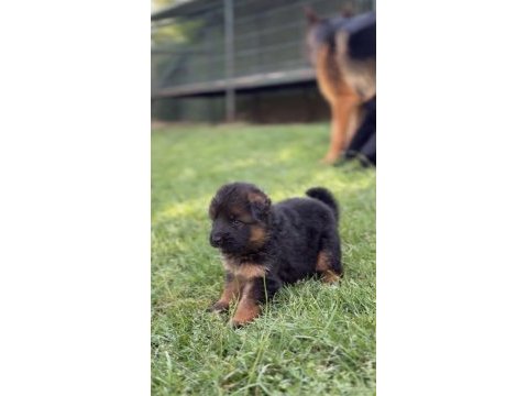 Orjinal alman kurdu köpeği