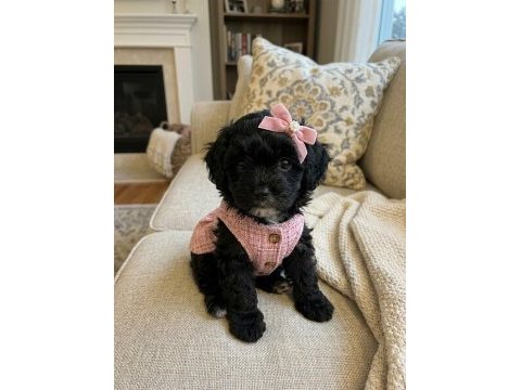 Maltipoo yavrular hazır