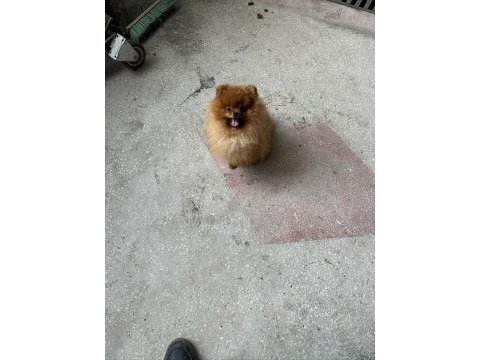 Pomeranian boo yetişkin erkek
