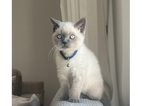 Blue point british shorthair