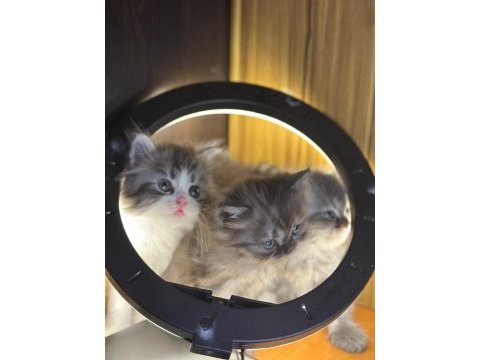 British longhair kedisi