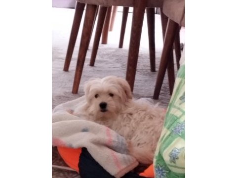 Maltese terrier 5 aylık