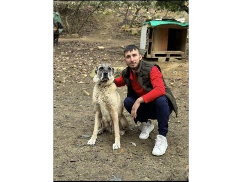 Safkan kangal köpeklerimiz