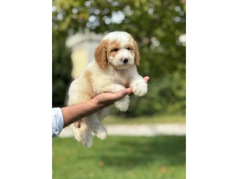 Orjinal labradoodle yavrularımız