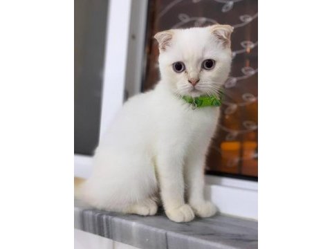 Safkan scottish fold beyaz