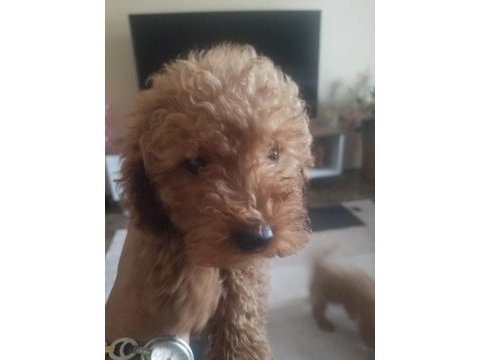 Her bütçeye uygun poodle yavrusu