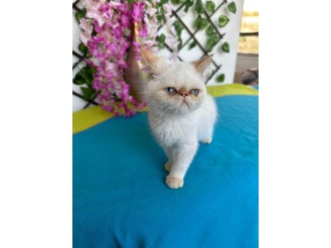 Exotic shorthair 2,5 aylık kedimiz