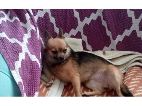 Acil şivava köpeği