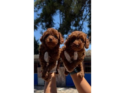 Toy poodle bebek köpeklerimiz