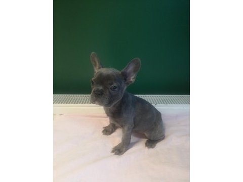 A kalite blue french bulldog yavrularımız