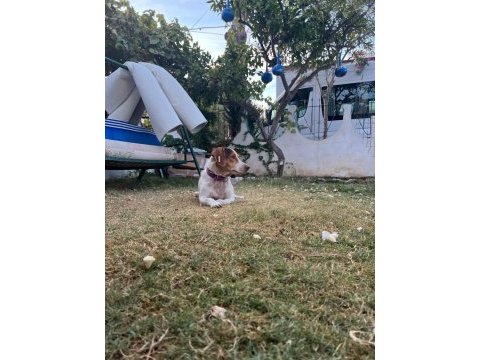 Bal böceği köpeğim