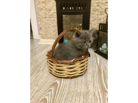 Temiz ırk british shorthair yavrusu
