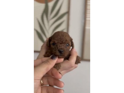 Toy poodle bebeğim ailesini arıyor